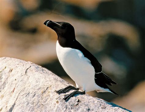 AUKS